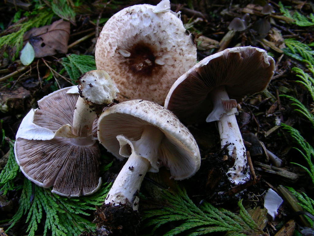 Agaricus impudicus